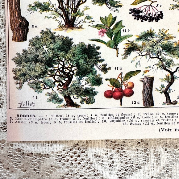Vintage Scientific "Arbres" (Trees) French Forestry Chart 8x10 - Picture 4 of 5